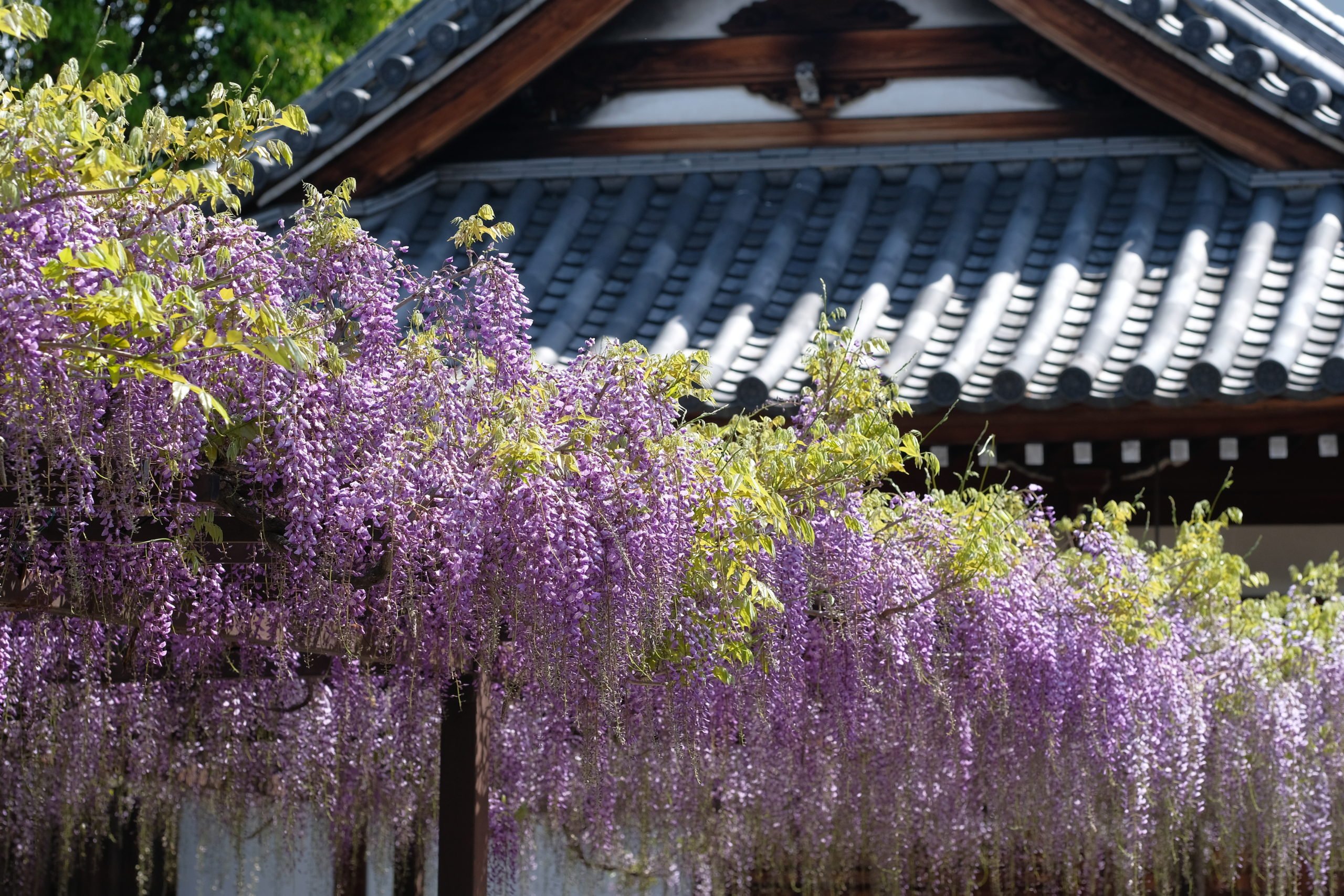 🛕 등나무 우물 절(후지이데라) 이미지 8
